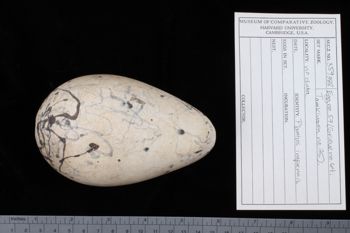 Media type: image;   Ornithology 359388 Description: Image of specimen label - front. label included with specimen. information from label transcribed into database.;